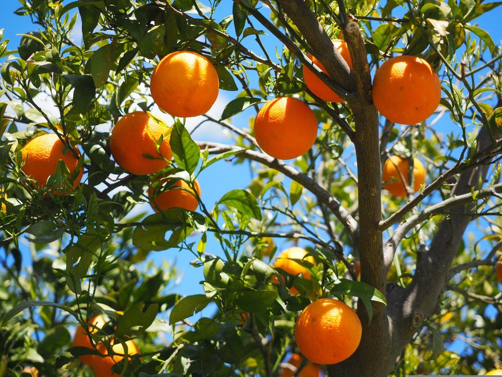 Oranges sur l’arbre