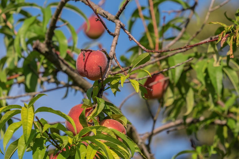 Pêcher chargé de fruits dans un verger
