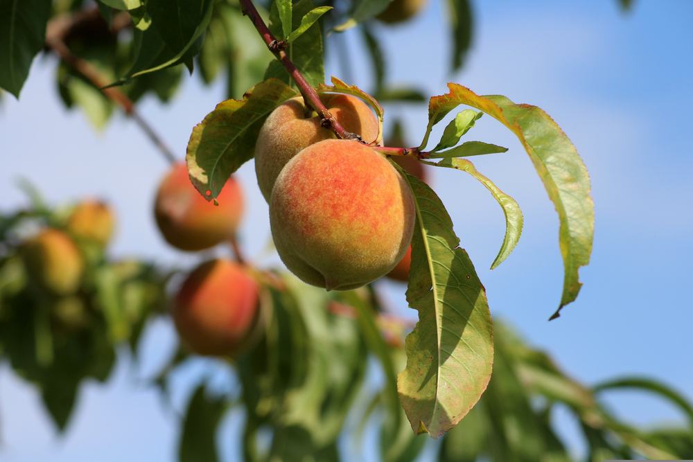 Pêches mûres sur la branche